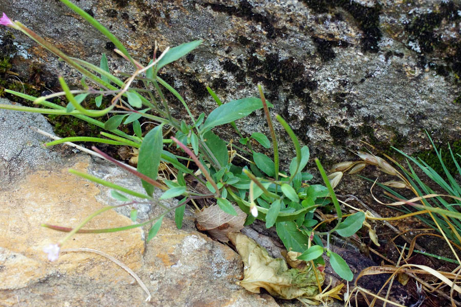 Epilobium collinum / Epilobio di collina